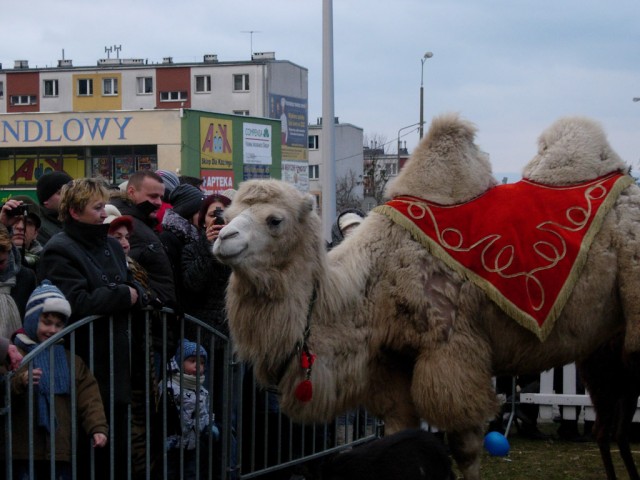 ORSZAK TRZECH KRLI W STARACHOWICACH