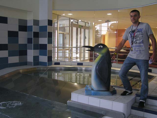 Pingwin na nowym basenie
