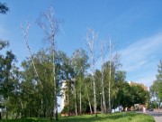 Wycinka drzew i krzeww - nowe przepisy 